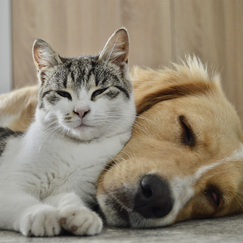 Pharmacie de l'île de France - Planoise, Besançon